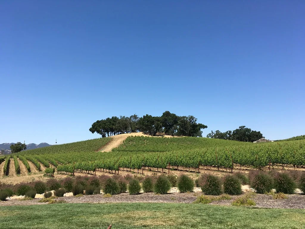Vineyards in Paso Robles