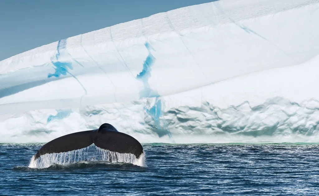 Humpback Whales tail