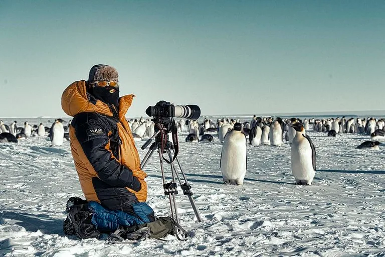 Photographer capturing photos of penguins