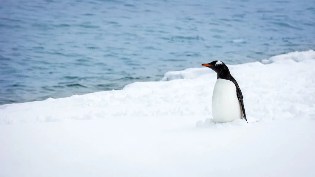 Walking penguin on ice