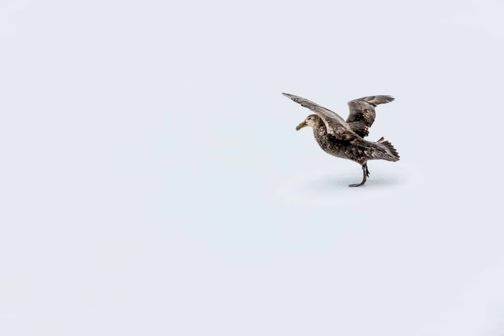 Bird on ice raising its wings