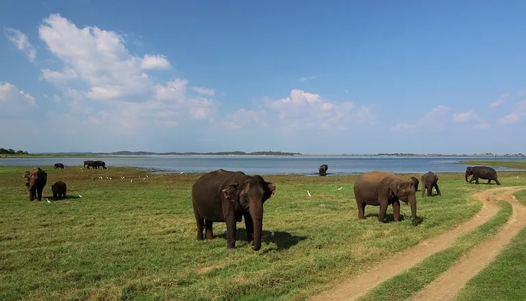Beautiful Safari trip through Sri Lanka