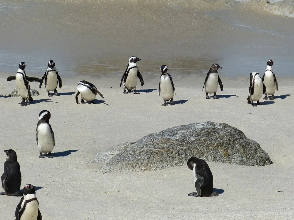African Penguins on a beach near Cape Town