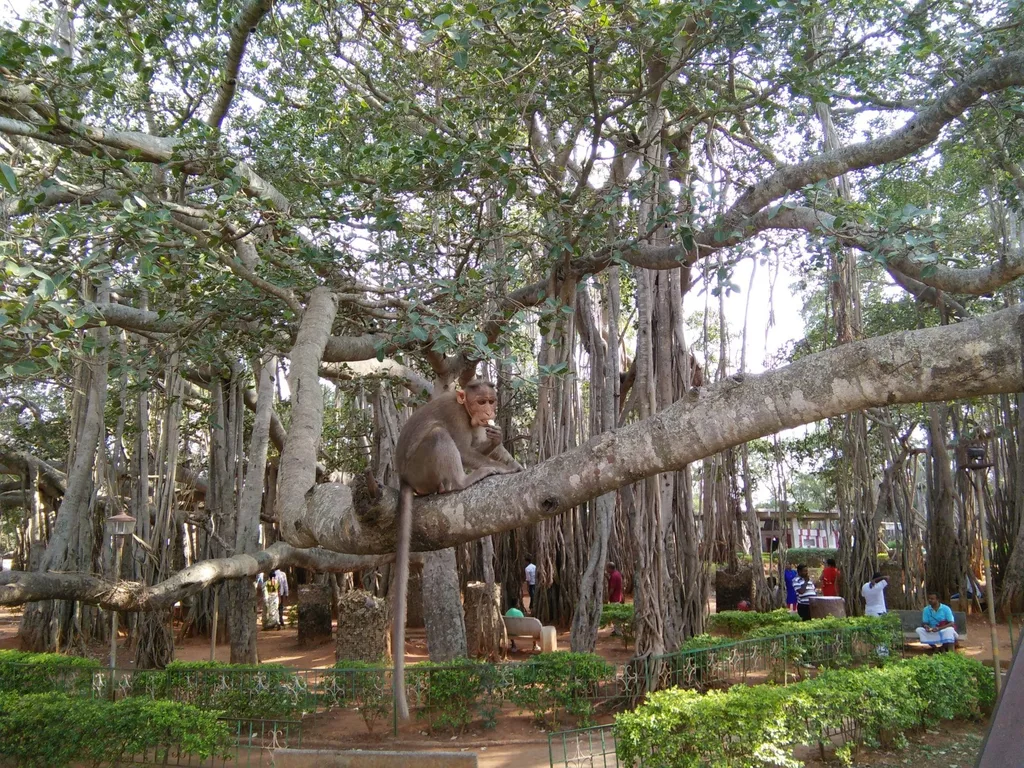 Dodda Alada Mara, Big Banyan Tree