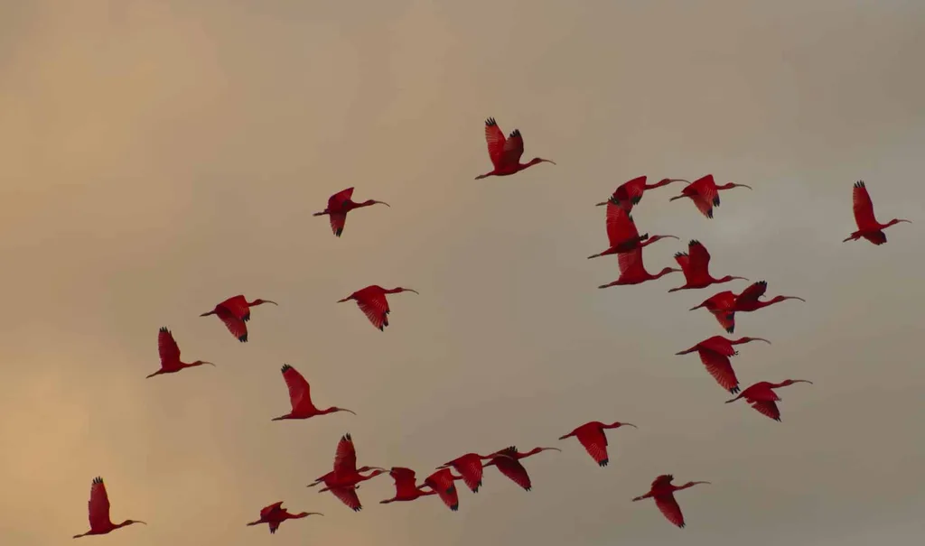 Scarlet Ibises taking flight in Tobago.