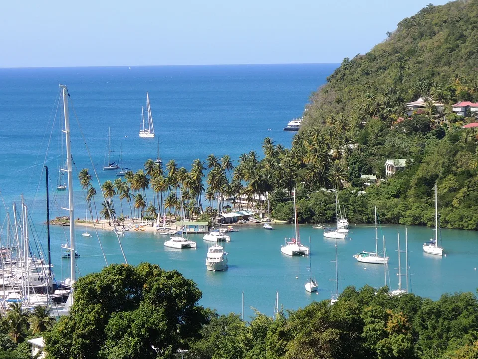 Palm Trees in Marigot Bay, St. Lucia