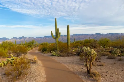 Saguaro cactus and dirt road in Saguaro National Park.