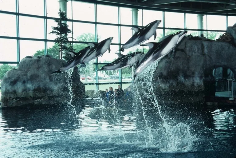Dolphins at Shedd Aquarium in Chicago