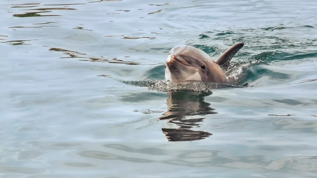 Ballito is famous for dolphin spotting