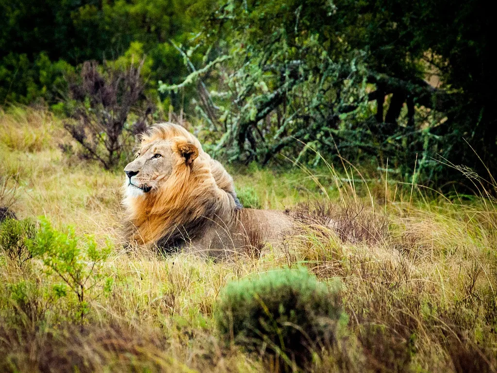 Lion is one of the big five to spot in South Africa
