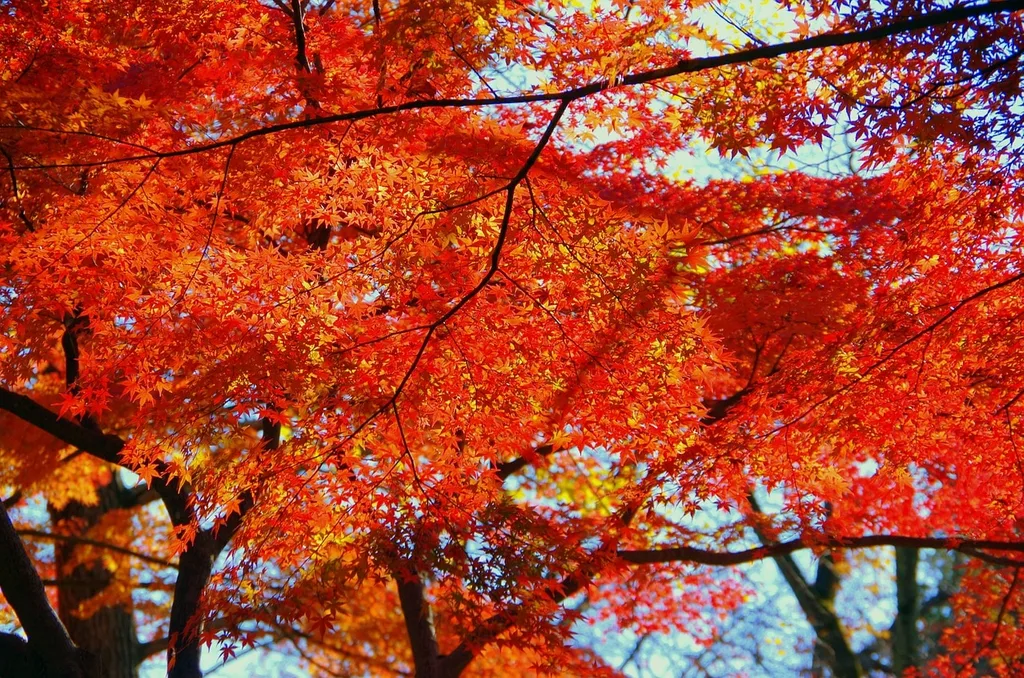 Autumn leaves in Japan