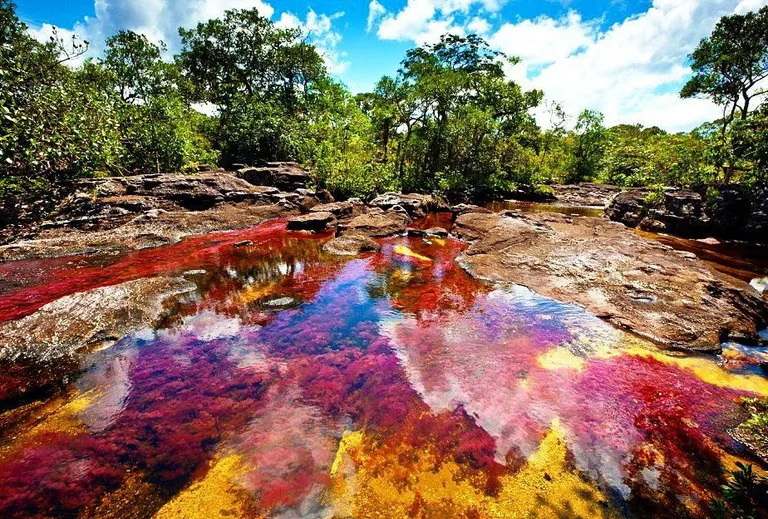 The river of five colors Cano Cristales