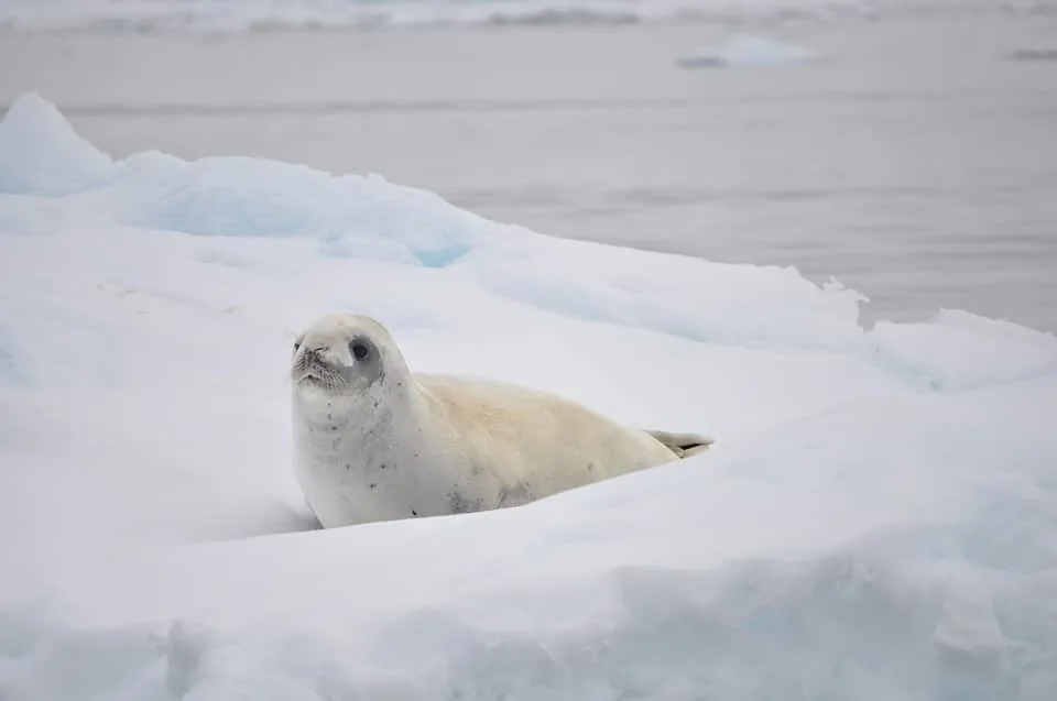 An Adorable White Seal Pup in Snow