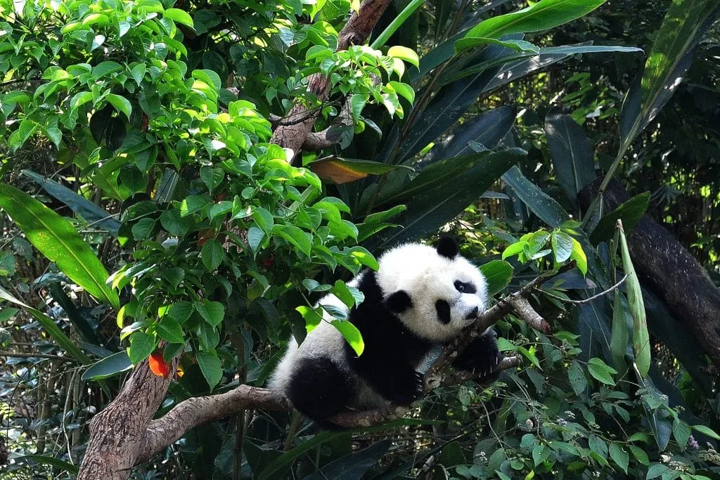 Panda climbing on tree