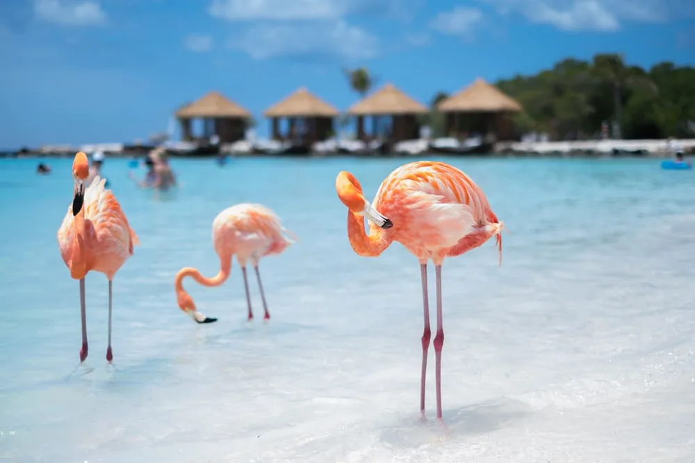 Amazing Flamingo Beach in Aruba