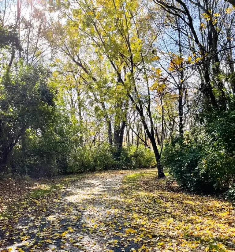 A park trail in Central Pennsylvania.