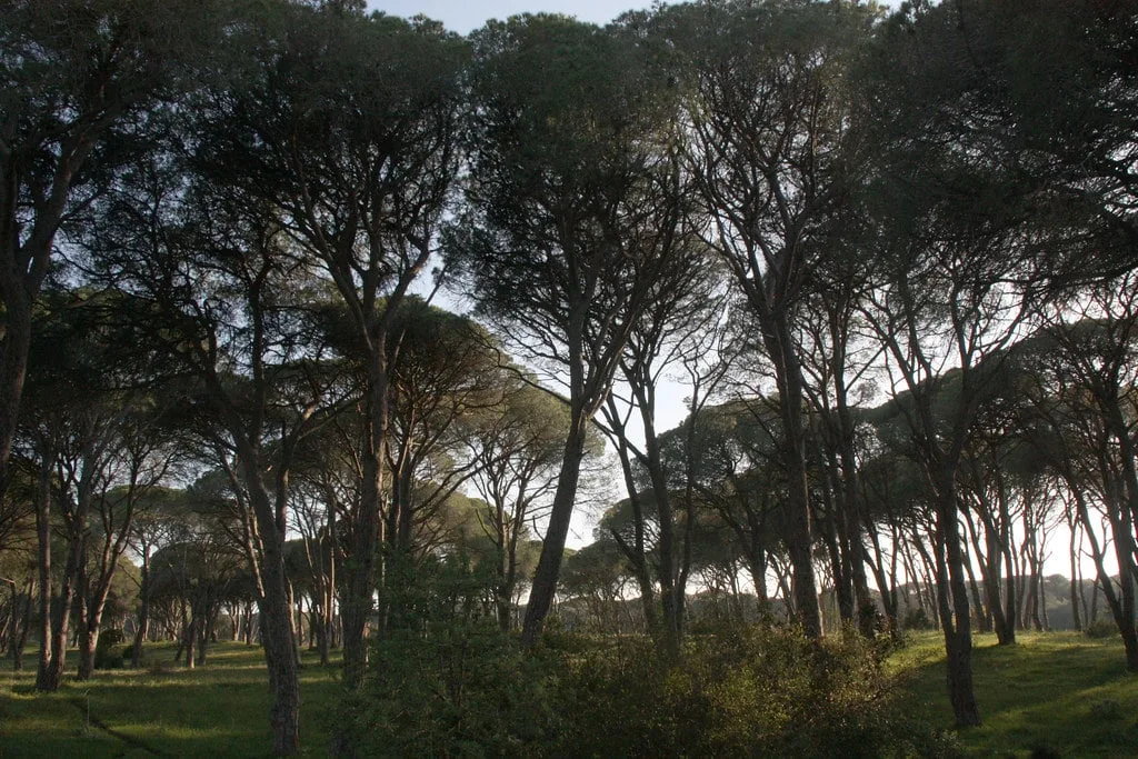 Strofilia Nature Park next to Kalogria Beach