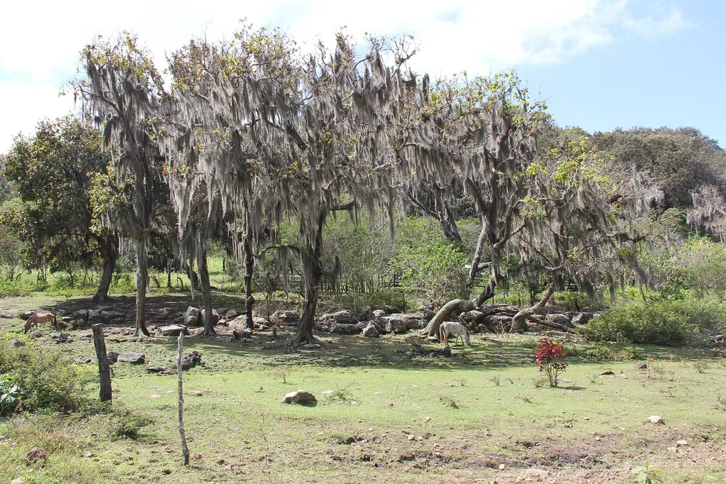 Nicaragua is famous for lush vegetation and exotic flora