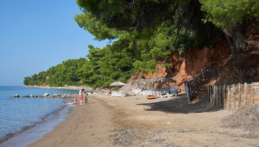 Pine Trees Providing Shade at Nikiti Beach