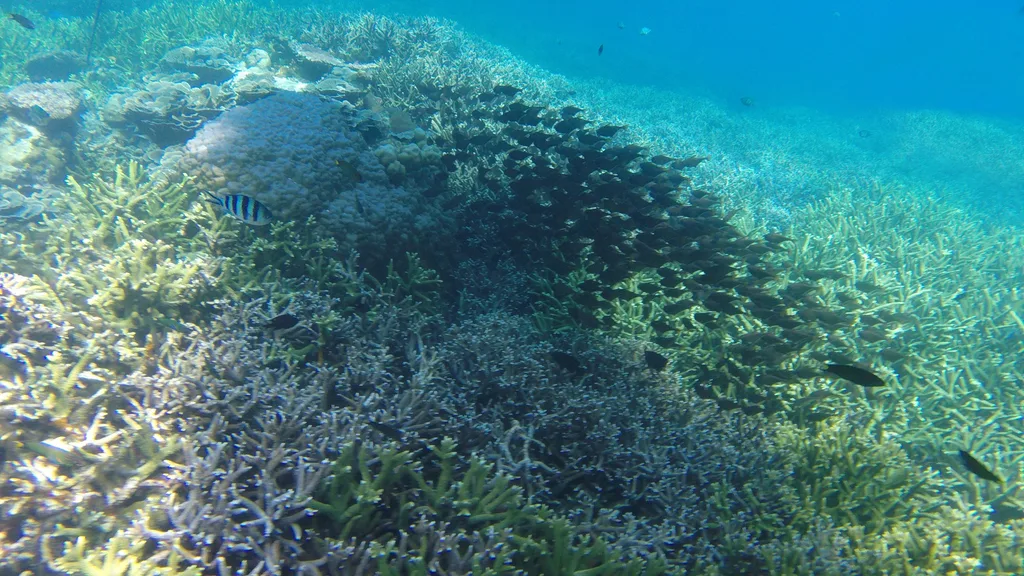 Redang Island Travel Guide - Underwater Exploration