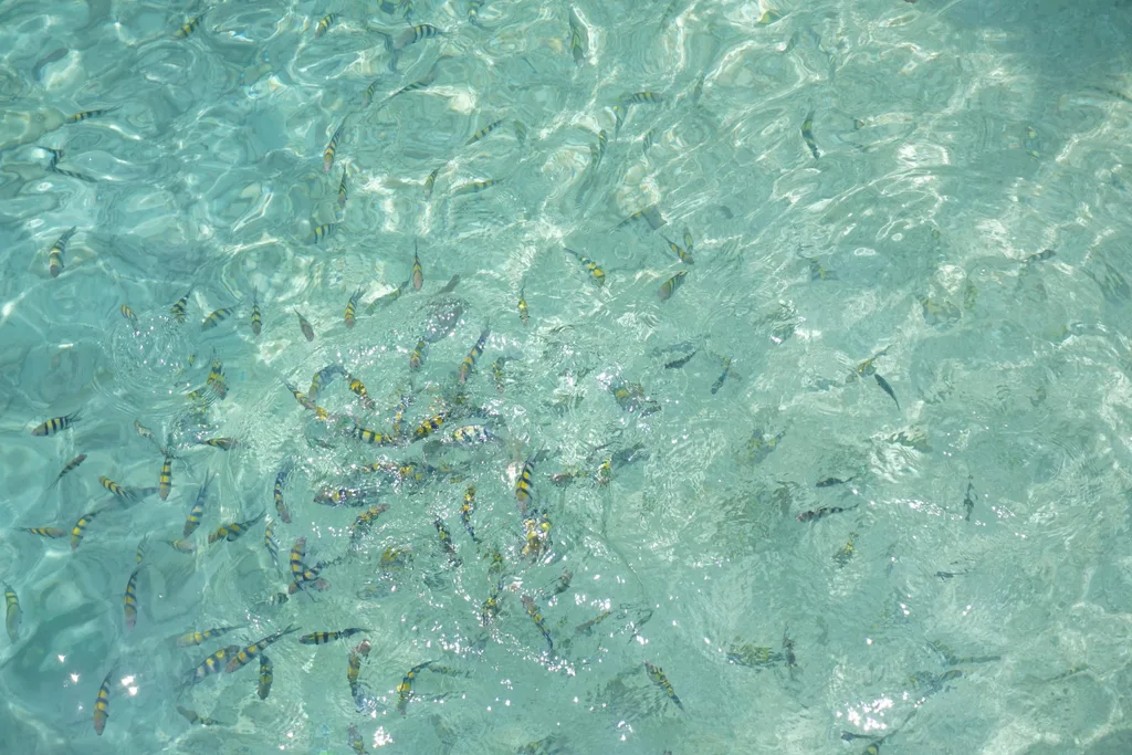 Fishes on the Shore in Marine Park