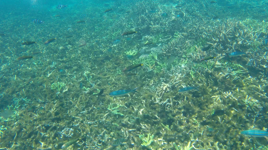 Redang Island Travel Guide - Underwater Coral