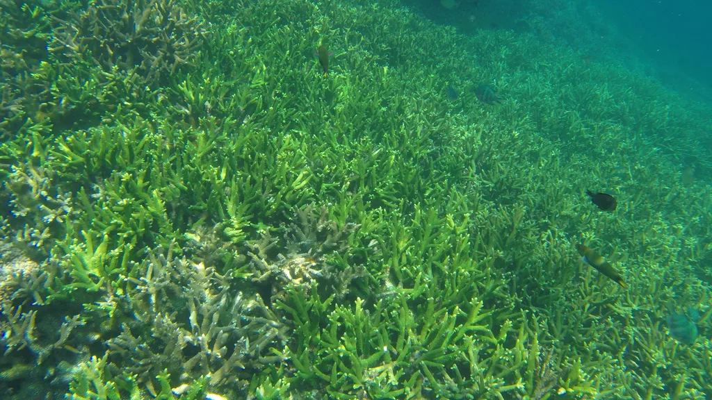 Redang Island Travel Guide - Colorful Coral