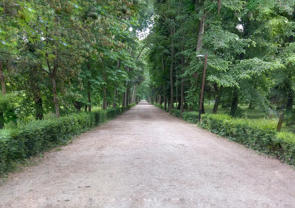 Path through Cascine Park in Florence lined by Trees