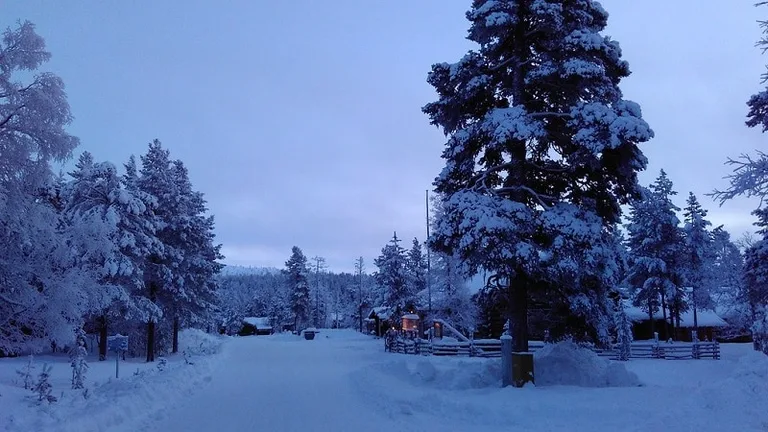A Forest Covered in Snow in Saariselka, Finland
