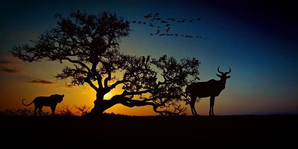 The Journey to Africa Destinations Begins Here: An insightful travel story to major destinations in Africa