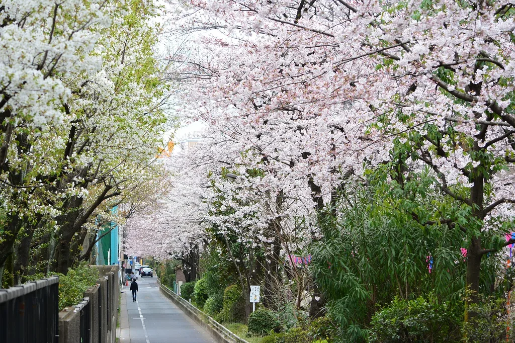 Magical cherry blossoms in the streets of Japan