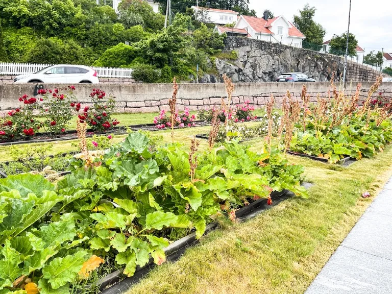 A former bus stop converted into a garden.