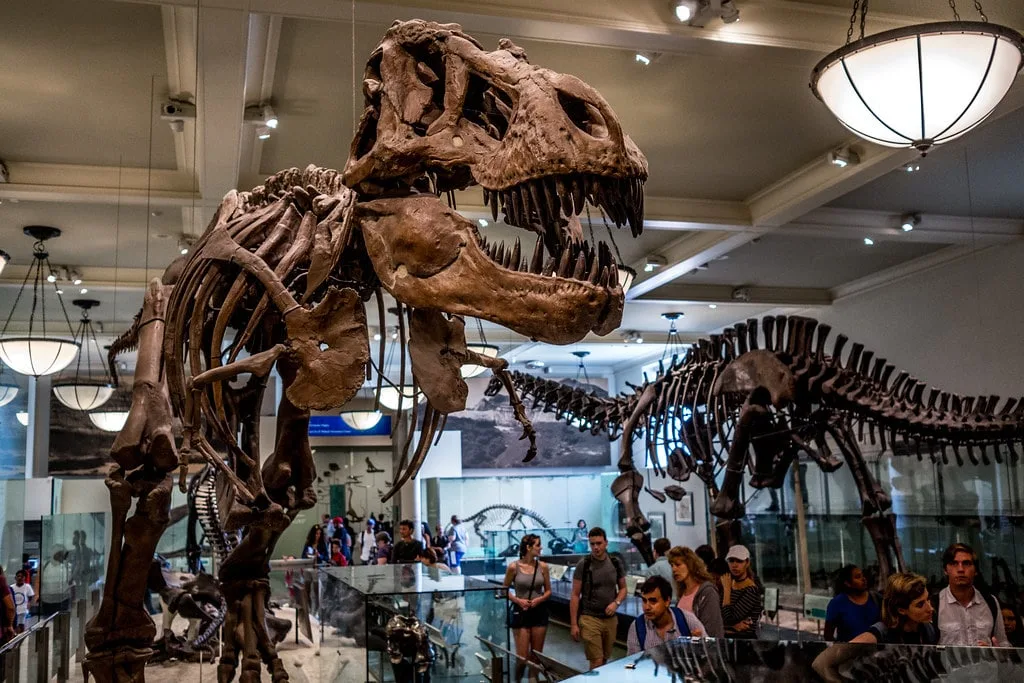 Dinosaur skeletons in NYC Museum of Natural History