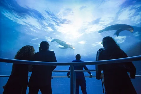 All-immersive experience in Ocean Odyssey by National Geographic