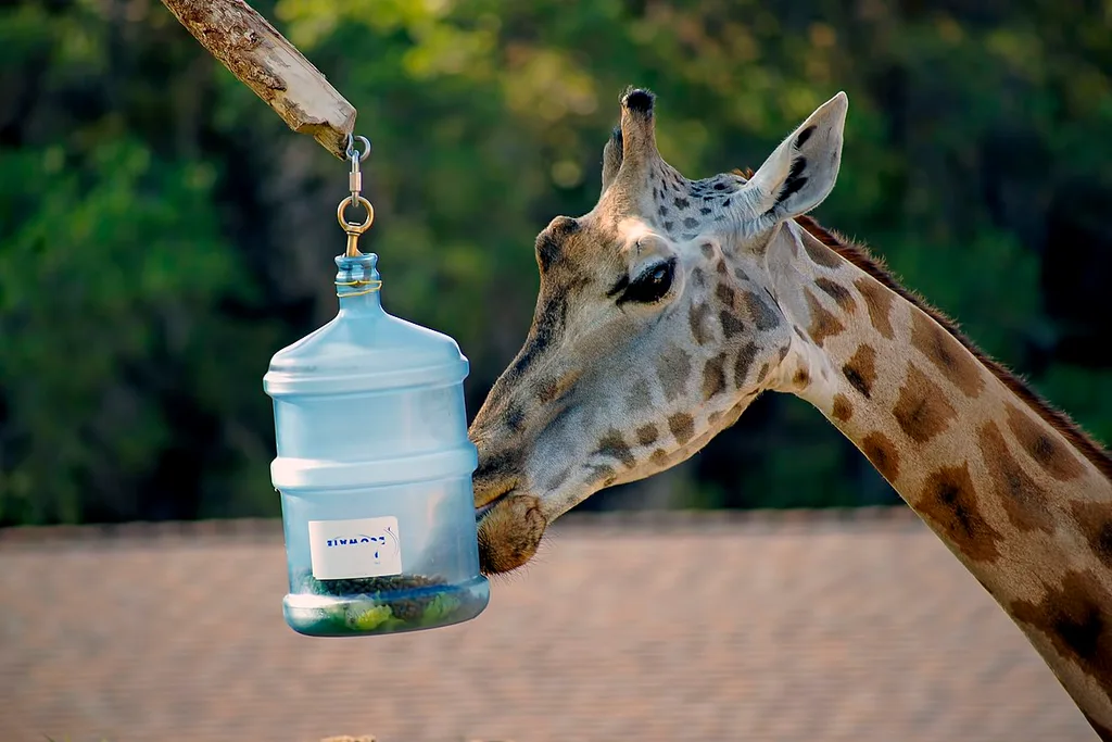 Giraffe is one of the highlights of Hogle Zoo in Utah
