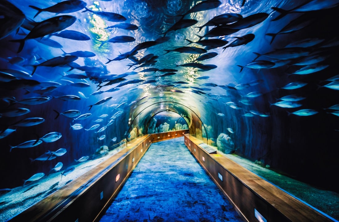 Aquatic Adventures: Discovering Europe's Best Aquariums